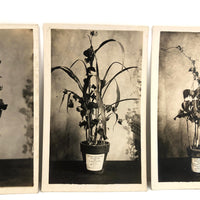 Plant Samples - Beans, and Corn, Real Photo Postcards, Early 20th C., Boston - Set 3