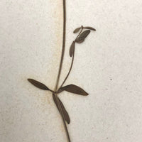 Galium Trifidum (Bedstraw) Plant Specimen from 1878 Herbarium