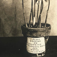 Plant Samples - Beans, and Corn, Real Photo Postcards, Early 20th C., Boston - Set 3