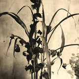 Plant Samples - Beans, and Corn, Real Photo Postcards, Early 20th C., Boston - Set 3