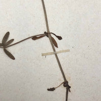 Galium Trifidum (Bedstraw) Plant Specimen from 1878 Herbarium