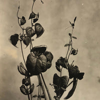 Plant Samples - Beans, and Corn, Real Photo Postcards, Early 20th C., Boston - Set 3