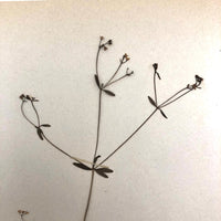 Galium Trifidum (Bedstraw) Plant Specimen from 1878 Herbarium