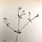 Galium Trifidum (Bedstraw) Plant Specimen from 1878 Herbarium