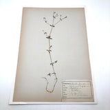 Galium Trifidum (Bedstraw) Plant Specimen from 1878 Herbarium