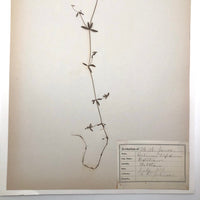 Galium Trifidum (Bedstraw) Plant Specimen from 1878 Herbarium