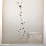 Galium Trifidum (Bedstraw) Plant Specimen from 1878 Herbarium