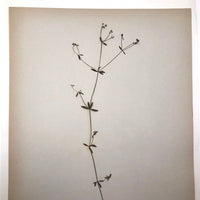 Galium Trifidum (Bedstraw) Plant Specimen from 1878 Herbarium