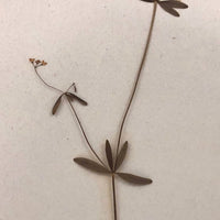 Galium Trifidum (Bedstraw) Plant Specimen from 1878 Herbarium