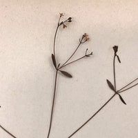 Galium Trifidum (Bedstraw) Plant Specimen from 1878 Herbarium