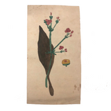 19th Century Nicely Awkward Botanical Watercolor