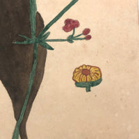 19th Century Nicely Awkward Botanical Watercolor