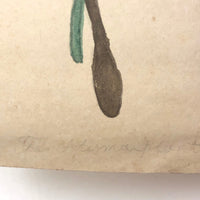 19th Century Nicely Awkward Botanical Watercolor