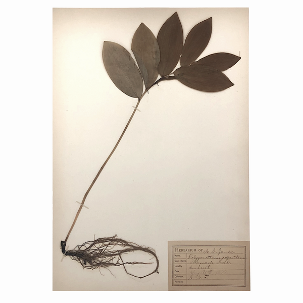 Polygonatum Giganteum (Solomon's Seal),  Plant Specimen from 1878 Herbarium