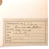 Brassica campestris (Wild turnip), Plant Specimen from 1879 Herbarium