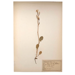 Brassica campestris (Wild turnip), Plant Specimen from 1879 Herbarium