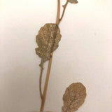 Brassica campestris (Wild turnip), Plant Specimen from 1879 Herbarium
