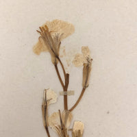 Brassica campestris (Wild turnip), Plant Specimen from 1879 Herbarium