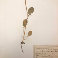 Brassica campestris (Wild turnip), Plant Specimen from 1879 Herbarium