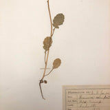 Brassica campestris (Wild turnip), Plant Specimen from 1879 Herbarium