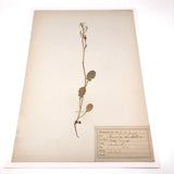 Brassica campestris (Wild turnip), Plant Specimen from 1879 Herbarium