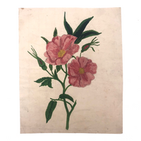 Pink Roses Antique Watercolor #2