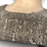 Young Caeser (?) Painted Plaster Bust with Metal Laurel Crown