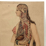 Swartzenberg Early 20th c. Dutch Female Anatomical Booklet