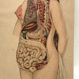 Swartzenberg Early 20th c. Dutch Female Anatomical Booklet