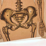 Swartzenberg Early 20th c. Dutch Female Anatomical Booklet