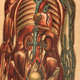 Swartzenberg Early 20th c. Dutch Female Anatomical Booklet
