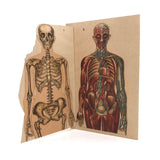 Swartzenberg Early 20th c. Dutch Female Anatomical Booklet