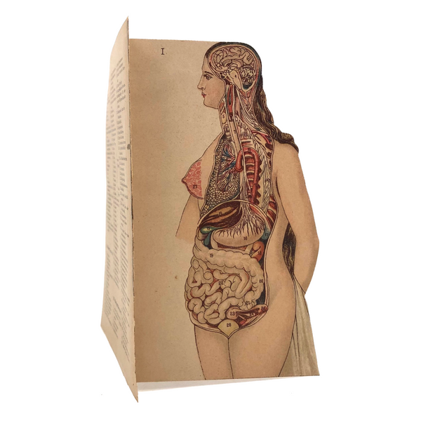 Swartzenberg Early 20th c. Dutch Female Anatomical Booklet