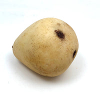 Excellent Early Stone Fruit Pear