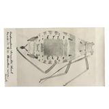 Beautiful 1930 RPPC of Watercolor Insect with Entomological Notes