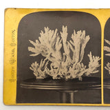 Joseph Ward, Boston, Beautiful Early (1860s-70s) Stereoview of Coral