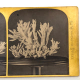 Joseph Ward, Boston, Beautiful Early (1860s-70s) Stereoview of Coral