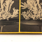Joseph Ward, Boston, Beautiful Early (1860s-70s) Stereoview of Coral