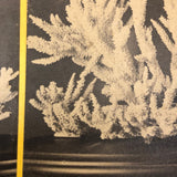 Joseph Ward, Boston, Beautiful Early (1860s-70s) Stereoview of Coral