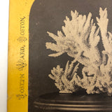 Joseph Ward, Boston, Beautiful Early (1860s-70s) Stereoview of Coral