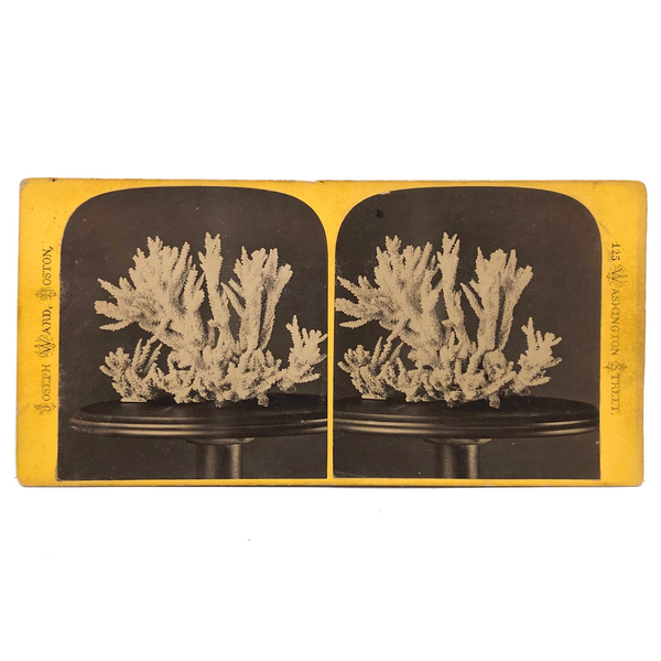 Joseph Ward, Boston, Beautiful Early (1860s-70s) Stereoview of Coral