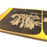 Joseph Ward, Boston, Beautiful Early (1860s-70s) Stereoview of Coral