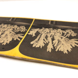 Joseph Ward, Boston, Beautiful Early (1860s-70s) Stereoview of Coral