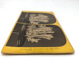 Joseph Ward, Boston, Beautiful Early (1860s-70s) Stereoview of Coral