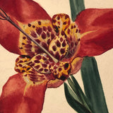 Tiger Irises Watercolor/Gouache Painting on Board, c 1910s-20s