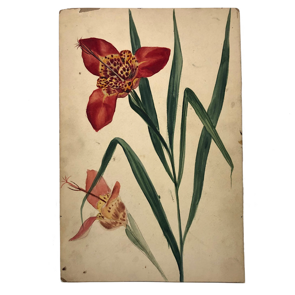Tiger Irises Watercolor/Gouache Painting on Board, c 1910s-20s