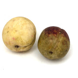 Stone Fruit Apricot and Plum - A Pair