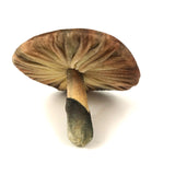 Fabulous Velvet Mushroom Pin Cushion