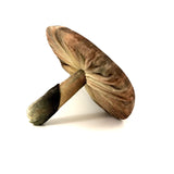 Fabulous Velvet Mushroom Pin Cushion