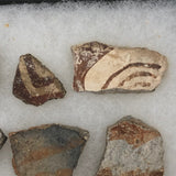 Collection of Early Pottery Shards, Presumed Anasazi